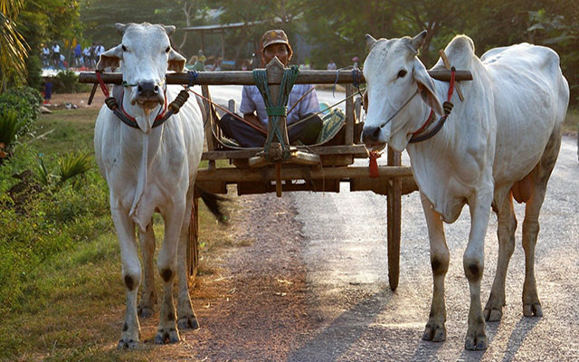 cart-riding-cambodia